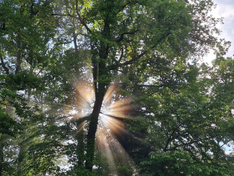 Foret sous le soleil